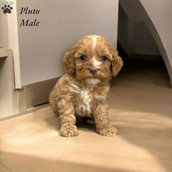 Pluto, Cavapoo Puppy